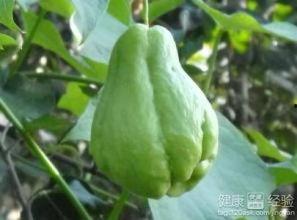 佛手瓜吃嫩苗,绿色健康的新食尚 第3张 佛手瓜吃嫩苗,绿色健康的新食尚 第3张